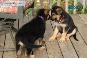 German shepherd puppies for sale