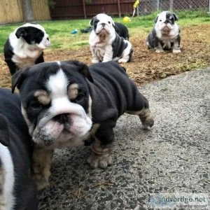 Happy English Bulldog Ready