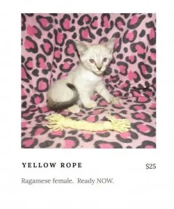 Ragamese kittens