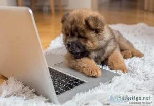 Chow Chow Puppies