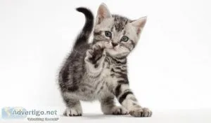 American Shorthair kittens