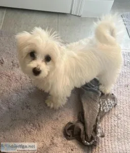 AKC Purebred Coton De Tulear Puppies