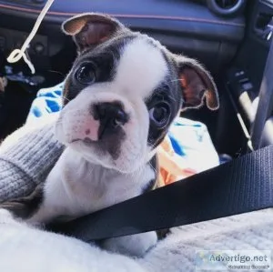 Super Cute Boston Puppies Available