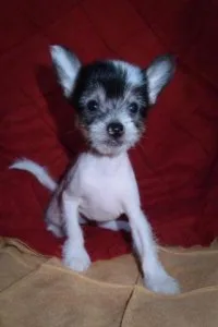 AKc Chinese Crested Puppies