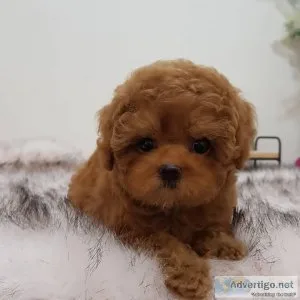 Gorgeous Male and female Poodle Puppies ready