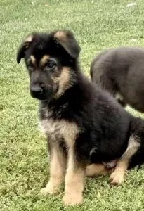 German Shepard puppies