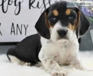 Cute Beagle Puppies Ready
