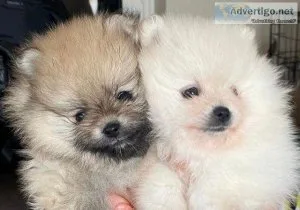 Pomeranian boys KC registered for sale Give a Pet a Forever Home