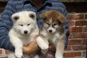 Charming Akita Inu Puppies available