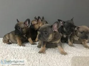 AKC French Bulldog Female