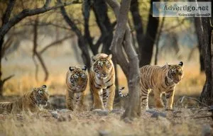 Ranthambore national park safari booking