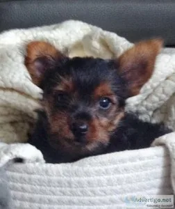 Full-Blooded Male Yorkie &ndash Clyde