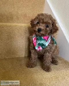 Lovely beautiful  Stunning Toy poodle available for sale