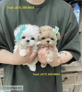 Maltipoo Puppies For Sale