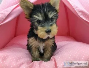 Well Socialized Yorkshire Terrier Puppies available.