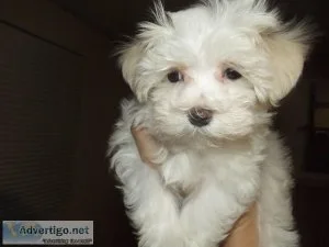 Maltipoo(14 Maltese 34 toy poodle)