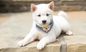 Elegance Shiba Inu puppies ready to go now