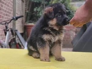German shepherd Quality puppies available