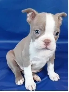 Bos-ton T puppies