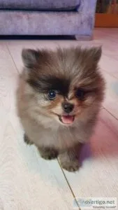 Tiny Russian blood kC poms for sale
