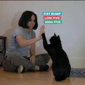 Training Your Cat Get All The Support And Guidance You Need To B