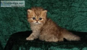 Per.sian k.ittens