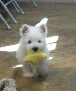 West Highland White Terrier Puppies available
