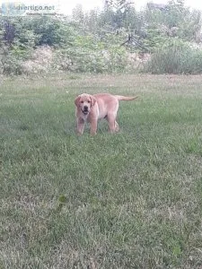 Purebred English Male lab