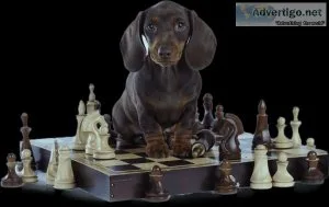The Myths and Facts Behind Top Professional Dog