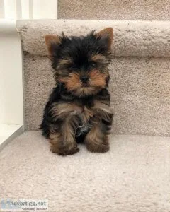 Female Yorkie puppies available
