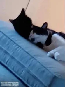 Looking for a home where these 2 can stay together