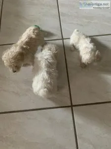 Poodle Puppies