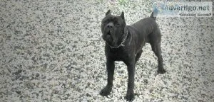 Cane Corso Puppies for Sale Reno