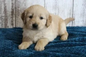 Well Trained Golden Retriever Puppies