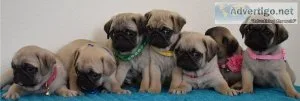 Gorgeous Pug puppies available