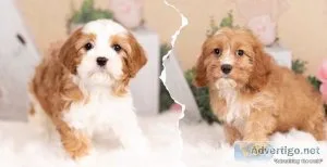 Cavapoo puppies ready to go