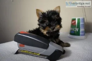 Yorkies pups