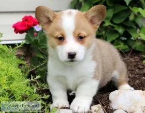 Nice pembroke corgi pups