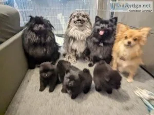 Beautiful Pomeranian Puppies for Sale