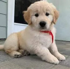 Purebred Golden Retriever puppies
