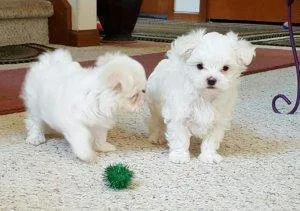 AKC Awesome Bichon Frise