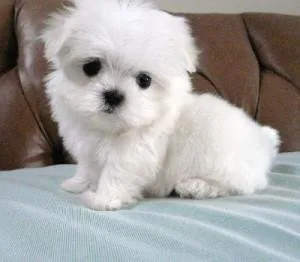Maltese baby face toy