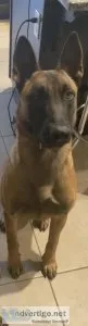 Male Belgian Malinois