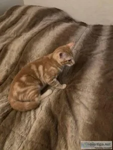Kittens for Adoption