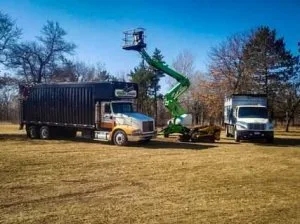 High risk tree removal and proper pruning