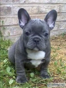 French Buulldog Puppies Ready For their New home