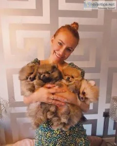 Mini Teddy bear pomeranian 8 weeks old