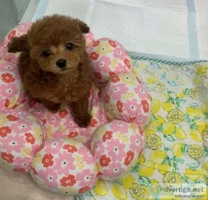 Miniature Poodles Girls