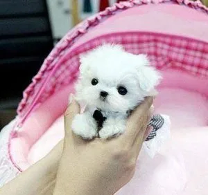 Tiny Toy Maltese
