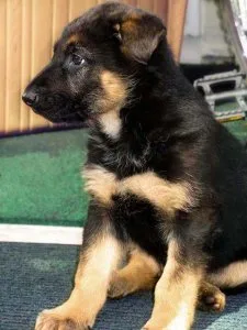 AKC German Shepherd puppies